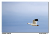 Oie des neiges <br> Snow Goose