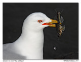 Goland  bec cercl <br> Ring-billed Gull