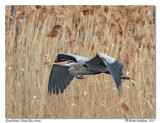 Grand hron <br> Great blue heron