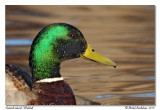 Canard colvert <br> Mallard