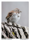 Bruant chanteur Song sparrow