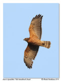 Buse  paulettes <br/> Red-shouldered Hawk