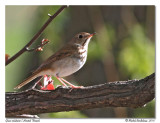 Grive solitaire - Hermit thrush
