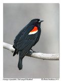 Carouge  paulettes <br> Red-winged Blackbird