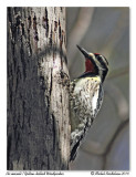 Pic macul <br/> Yellow-bellied Woodpecker