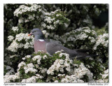 Pigeon ramier <br> Wood Pigeon