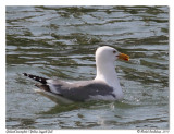 Goland leucophe <br> Yellow-legged Gull