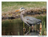 Grand hron <br> Great Blue Heron