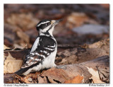 Pic chevelu <br/> Hairy Woodpecker