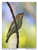 Viro aux yeux rouges <br> Red-eyed Vireo