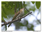 Viro aux yeux rouges <br> Red eyes vireo