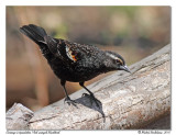 Carouge  paulettes <br> Red-winged Blackbird