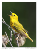 Paruline jaune <br> Yellow warbler