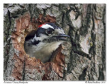 Pic mineur <br/> Downy Woodpecker
