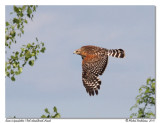 Buse  paulettes <br> Red-shouldered Hawk
