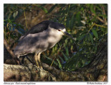 Bihoreau gris - Black crowned night heron