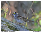 Bruant  gorge blanche <br> White throated sparrow