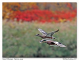 Canard d'Amérique American wigeon
