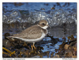 Pluvier semipalm - Semipalmated plover