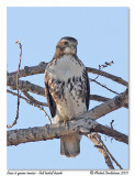 Buse  queue rousse <br> Red tailed hawk