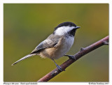 Msange  tte noire<br>Black capped chickadee