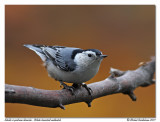 Sitelle  poitrine blanche<br/>White breasted nuthatch