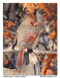 Cardinal rouge <br> Northern cardinal