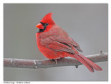 Cardinal rouge <br/> Northern cardinal