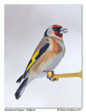 Chardonneret lgant <br> European goldfinch