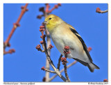 Chardonneret jaune<br>American goldfinch