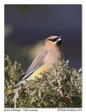 Jaseur dAmrique <br> Cedar waxwing