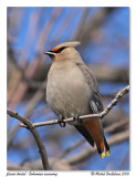 Jaseur boral <br> Bohemian waxwing