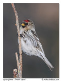 Sizerin flamm <br> Common redpoll