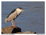 Bihoreau gris <br> Black crowned night heron