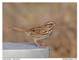 Bruant chanteur Song sparrow
