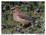 Jaseur dAmrique <br> Cedar waxwing