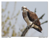 Balbuzard pcheur <br/> Osprey