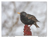 Étourneau sansonnet  European starling
