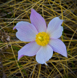 The Wild Crocus