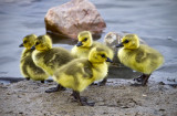 The First Five