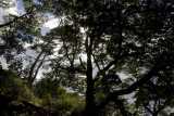 Les arbres de Magellan