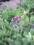 036_Legume.jpg