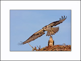 Osprey   _MG_3755-Small-b.jpg