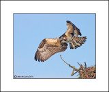 Osprey   _MG_3719--Small.jpg