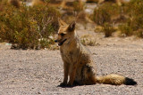 Bolivia - Andean Fox 1
