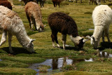 Chungar - Alpaca lunch