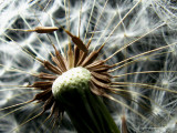 3-15-2010 Dandelion 17.jpg