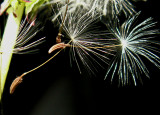 4-13-2010 Dandelion 1.jpg