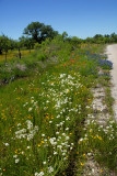 4-25-2010 Mason and Llano TX 61.jpg