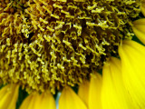 6-4-2010 Sunflower 10.jpg